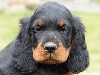  - Encore trois chiots de disponible