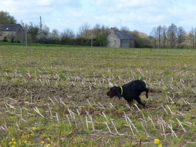 Jingo Des Plaines Du Coglais